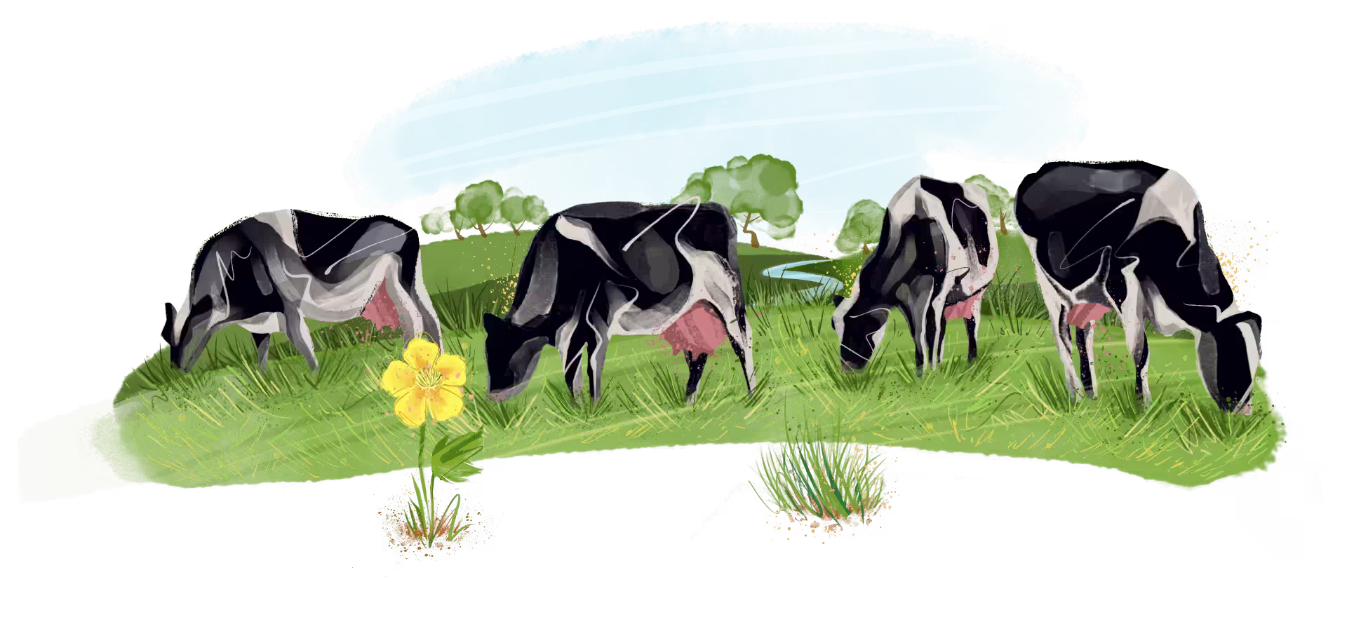Illustration of cows in a field eating grass.