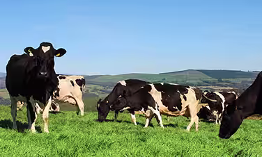 Happy, healthy-looking cows in a field.