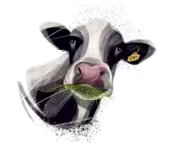 Cow's face
